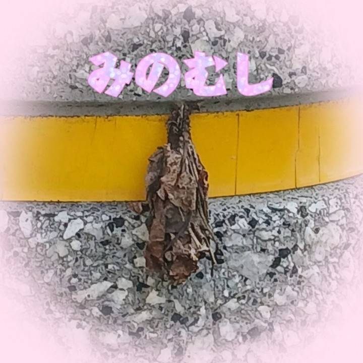 絶滅危惧種