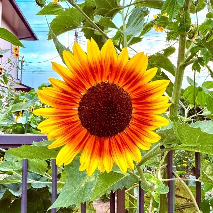 今日やってます