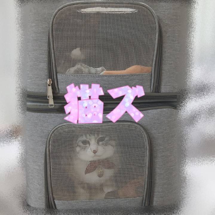 人見知り猫