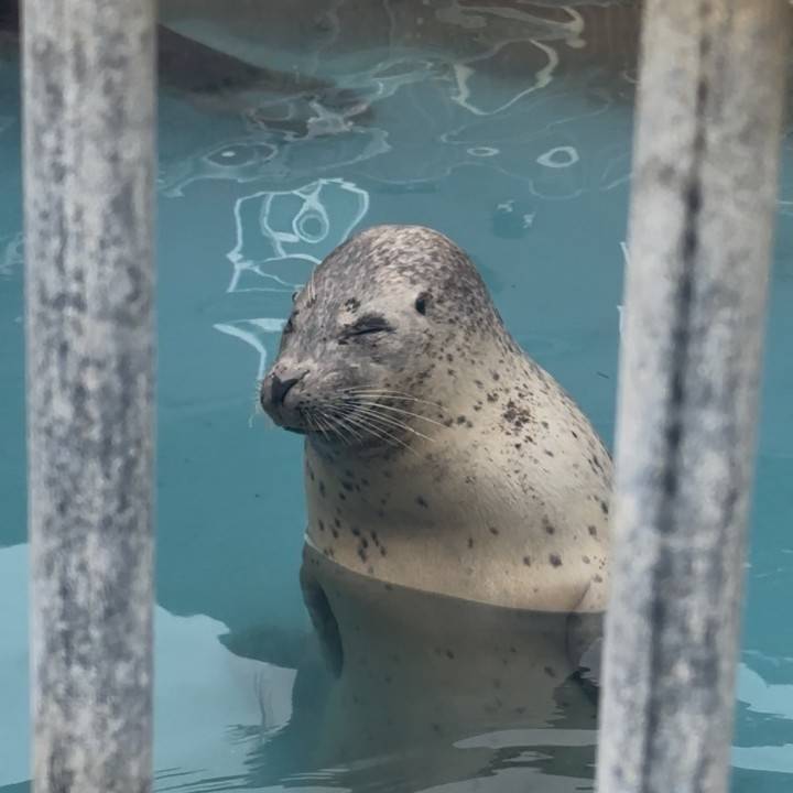 すや