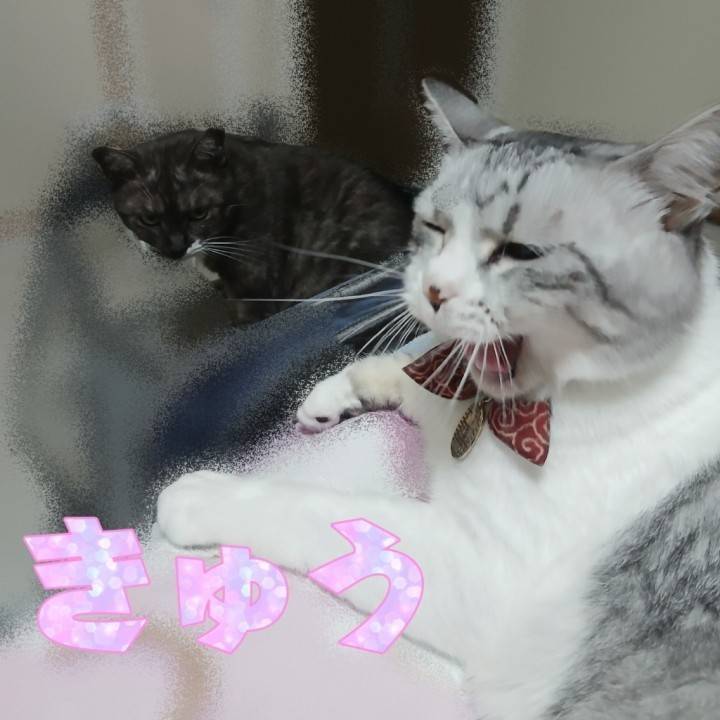 猫らしい