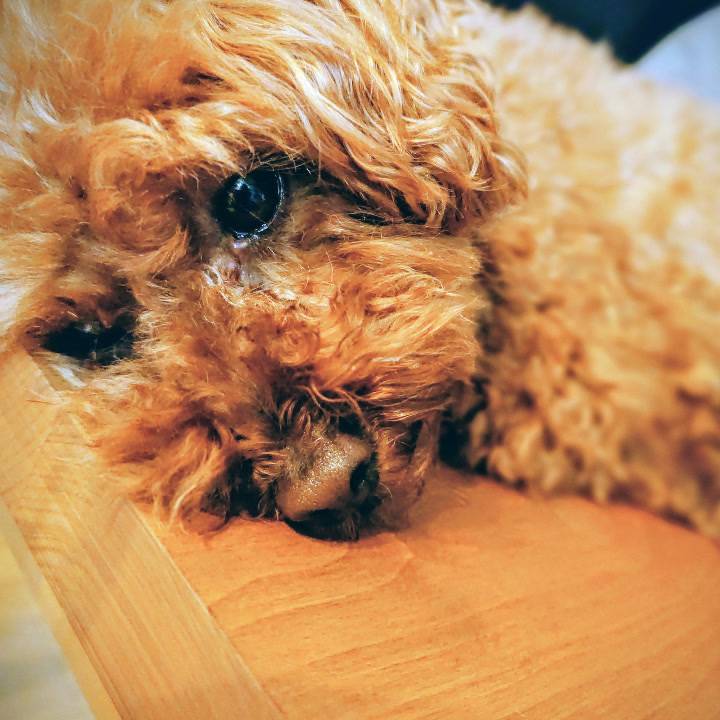 おやすみ中🐶🐰