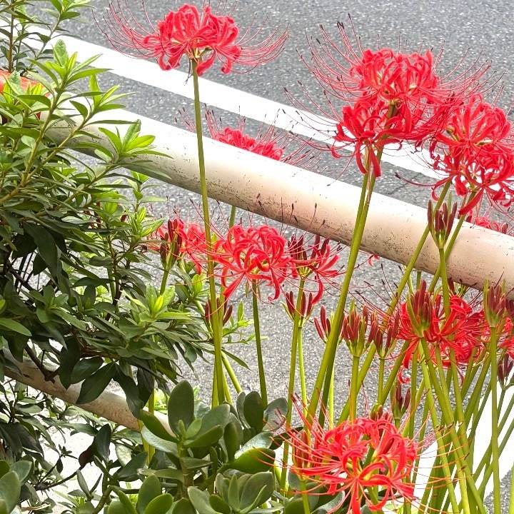 秋をお届け🍁
