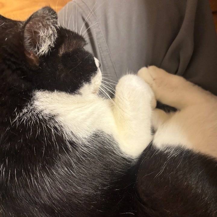 寒さを感じるとモフみがほしくなる