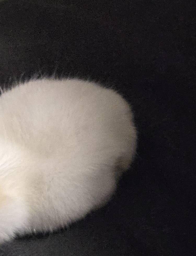 (=ﾟωﾟ=)
