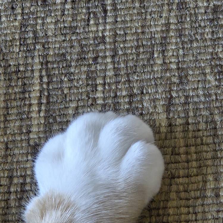 (=ﾟωﾟ=)