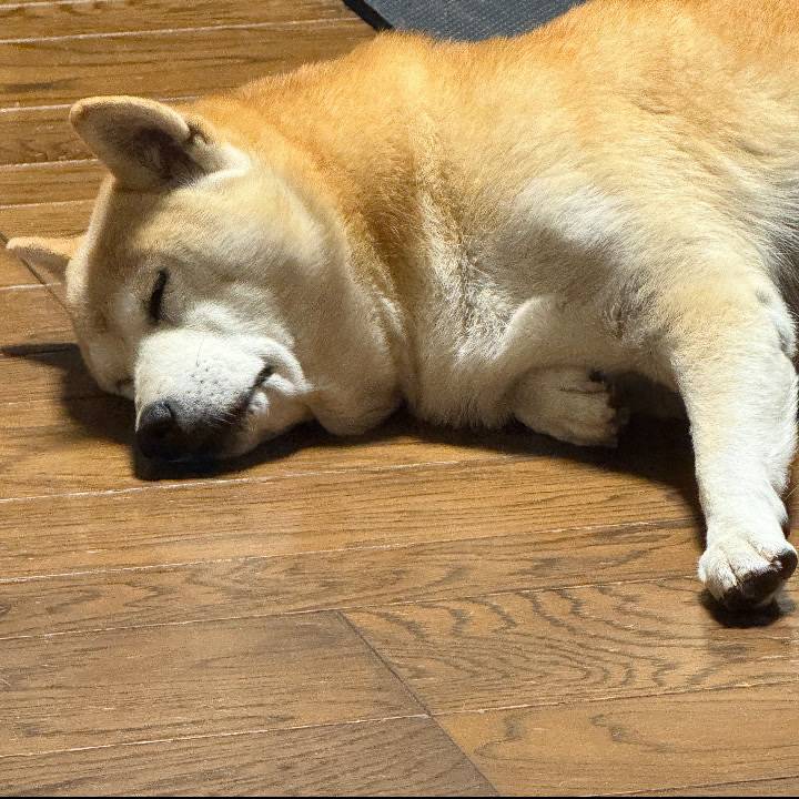 【うちの子】