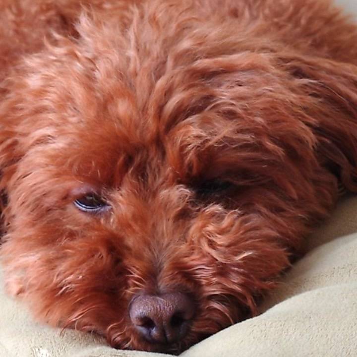 犬とか本とか🐶📖