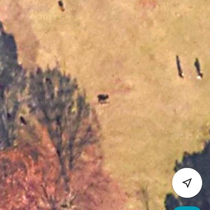 🦌チャレンジ