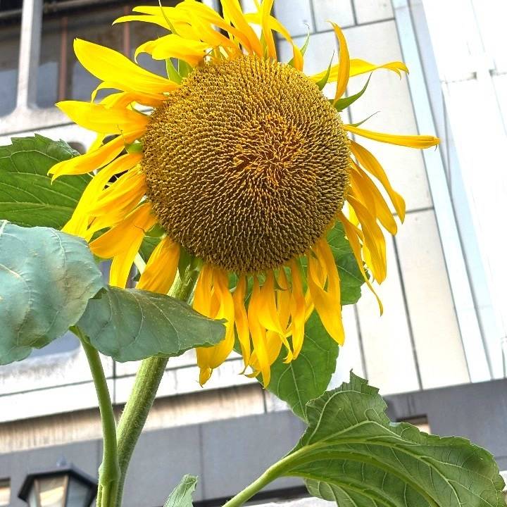 寒さと不調