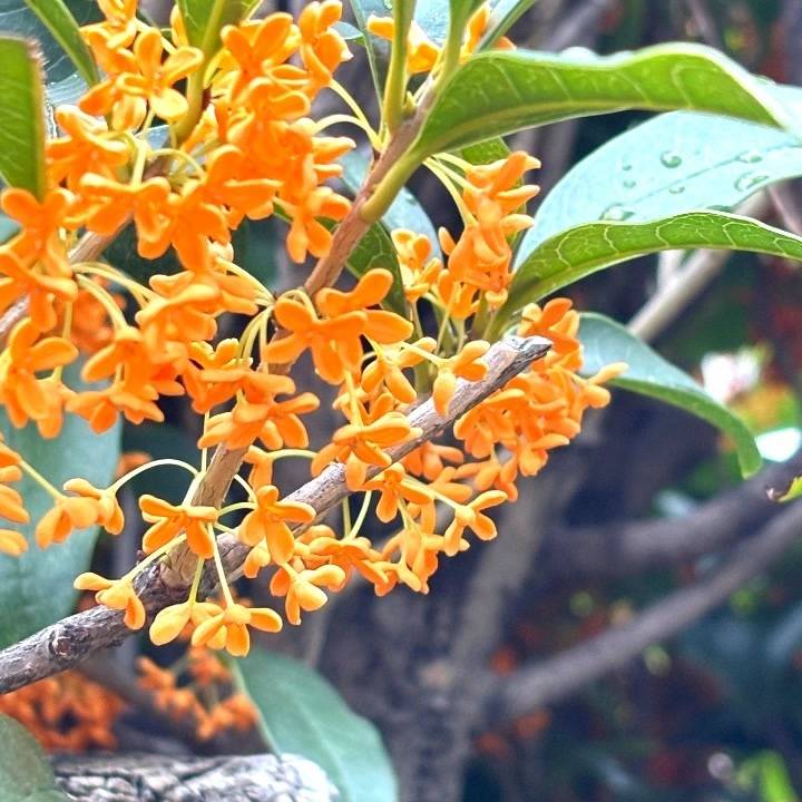 キンモクセイは稲刈り