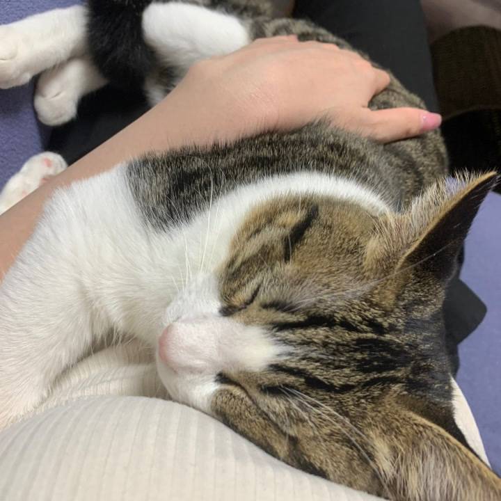 顔も猫、性格も猫らしい(?)