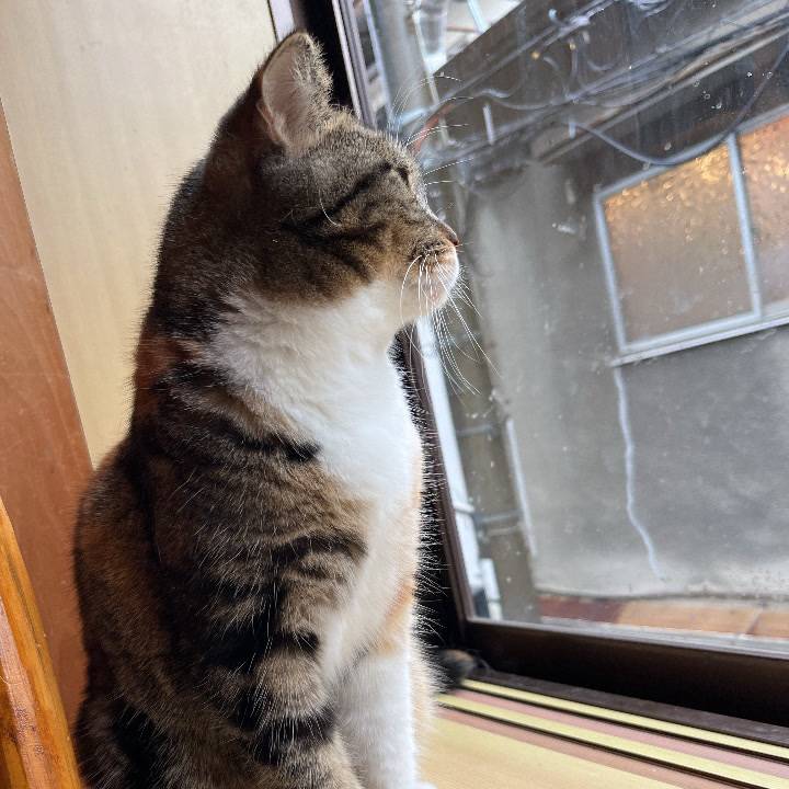 おやすみなさい🐏