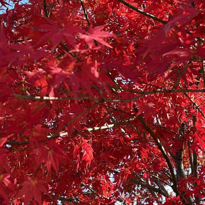 秋のお出かけしたよ〰️