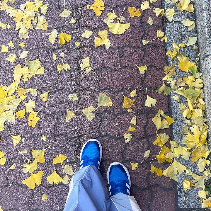 ピクミンと散歩(ง ˙ω˙)ว＆転々とする理由