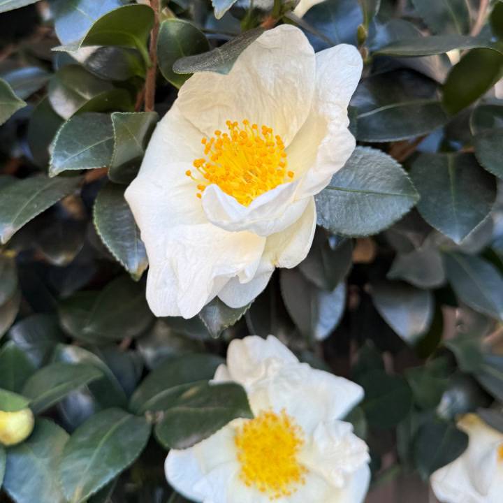 明日まってるよ