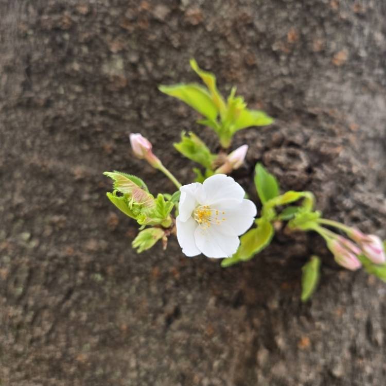 【卒業のご報告】