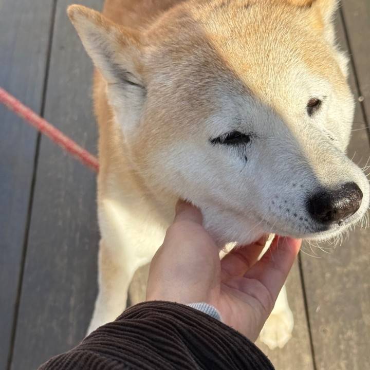 【(｡･･)ﾉぉはょぅ♪】