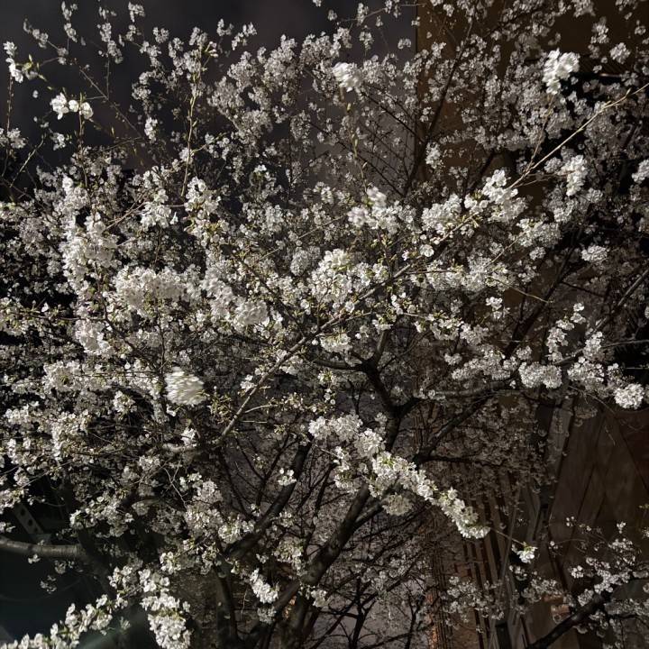 🌸