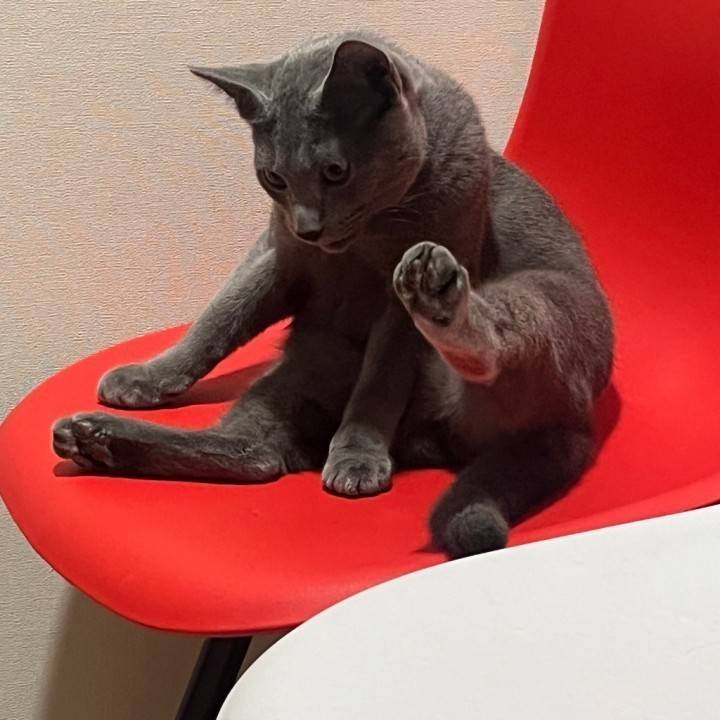 猫猫猫猫