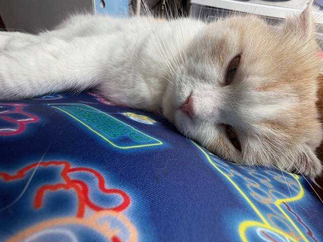 ねむねむにゃんこ(^_  ̫ _^)ᐝ