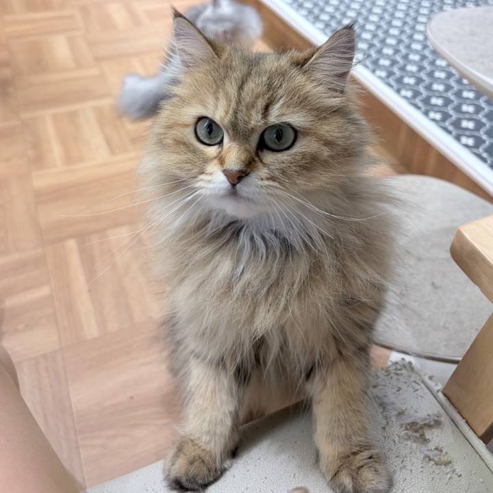 犬派？猫派？
