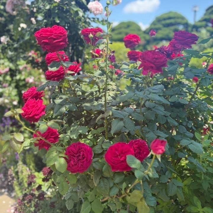 出勤してるよ🌹🌹🌹