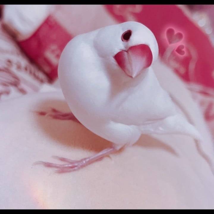 🐥⸒⸒💛