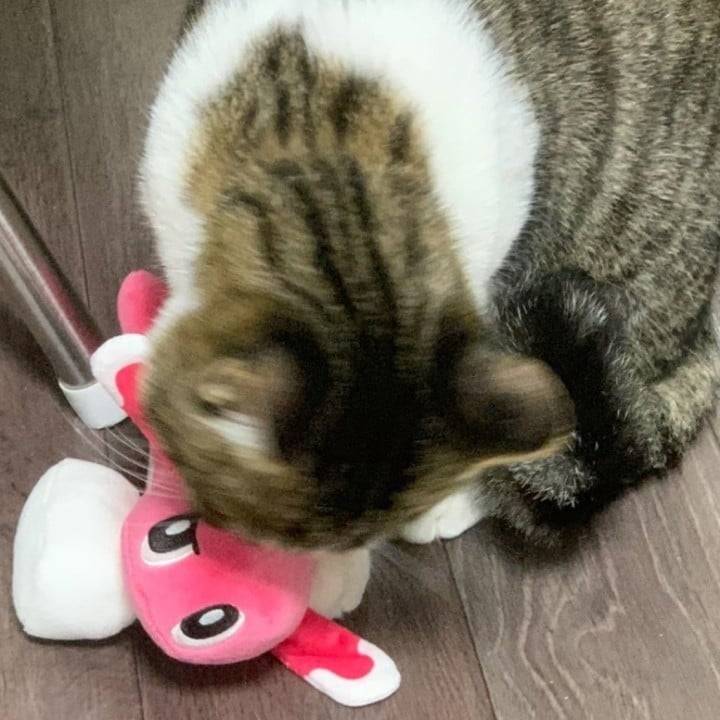 資〇んうどんよりね◥█̆̈◤࿉∥