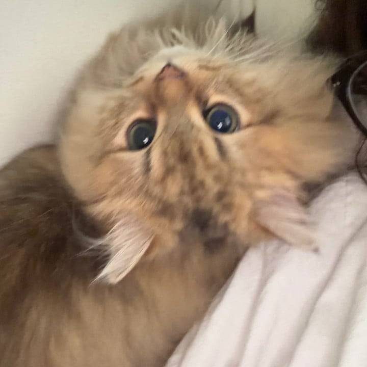 ねこくんが💦