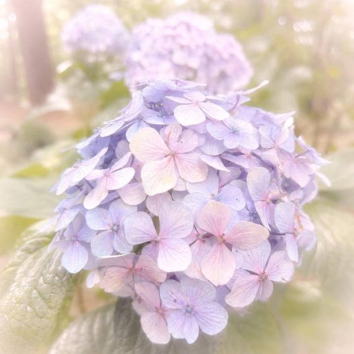 アメだね…。