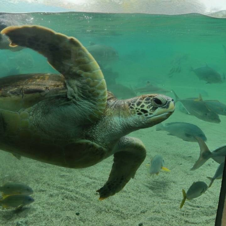 水族館を歩き回った🐬