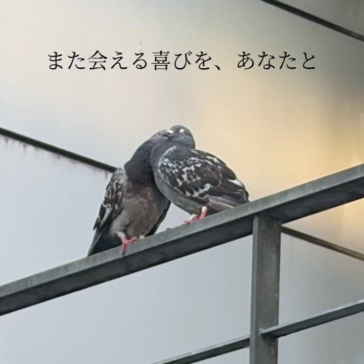 🕊ﾊﾄﾁｭｯﾁｭ