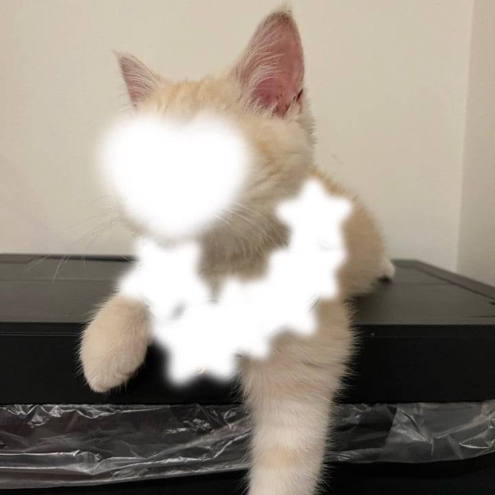 フェミニンお団子（羽）