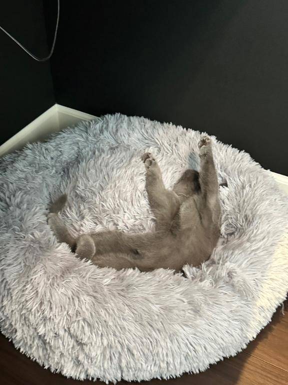 りいな(ぷるりんクエスト 上野浅草鶯谷秋葉原デリヘル王国)