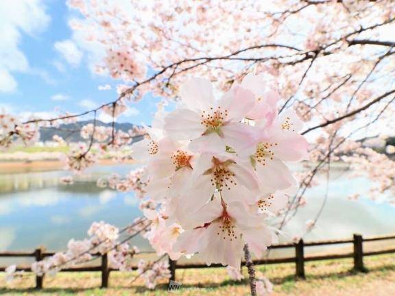 みさき（ぷるりんクエスト 上野浅草鶯谷秋葉原デリヘル王国）