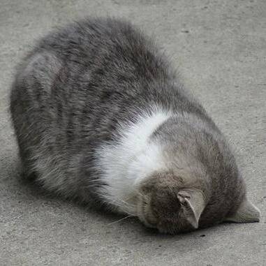 ごめんにゃさい🥲