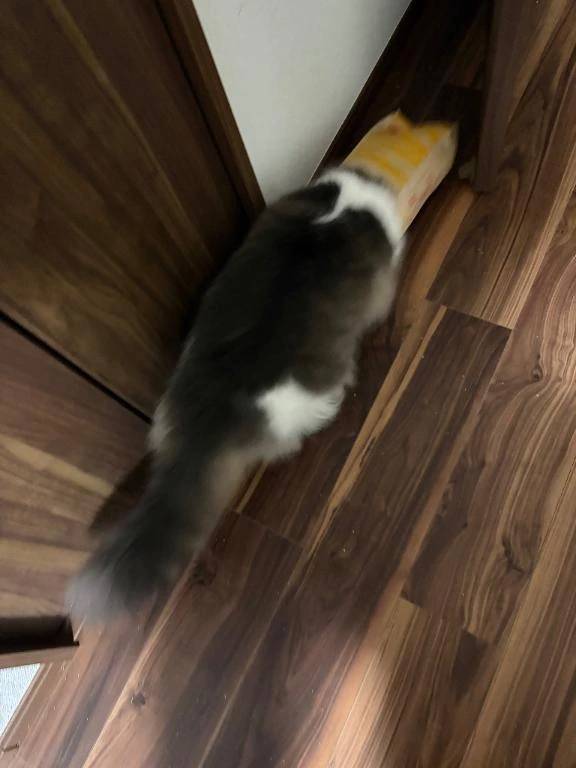 ごめんなさい(´；ω；｀)