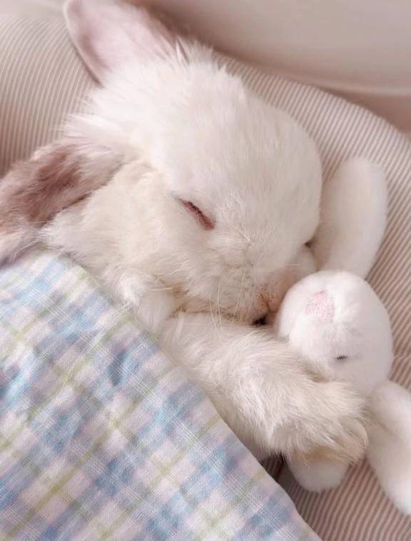 🐰お休み連絡🩶