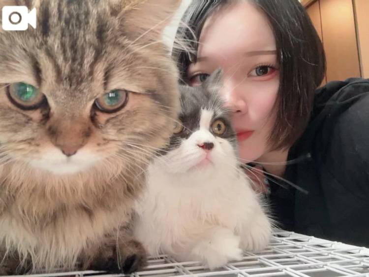 ねこねこにゃんちゅ🐱
