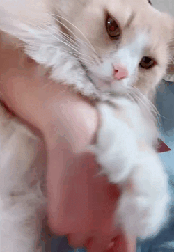 おやすみ前の癒し𝕋𝕚𝕞𝕖⏱´-