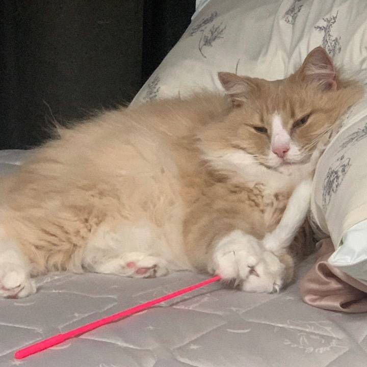 ごめんなさい🙇‍♀️