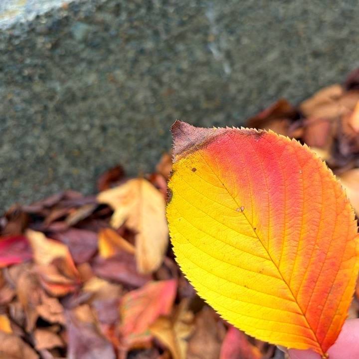 秋情報と空き情報