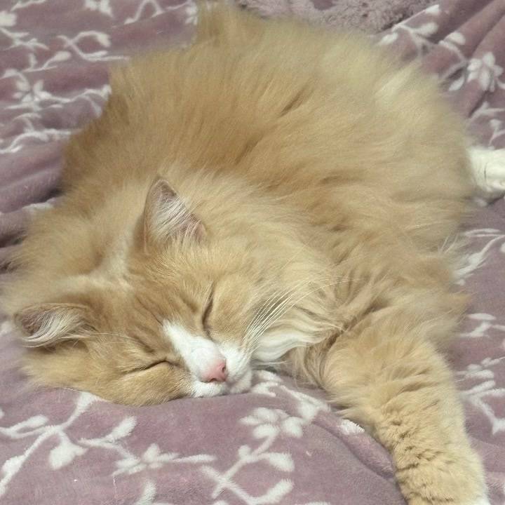 寝る前に🌙💤