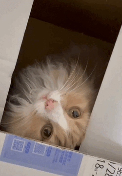 今日もお疲れ様です🐱ᩚ💕