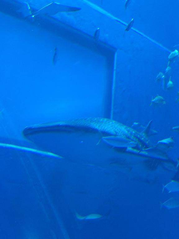 人生初の沖縄に行ってきました