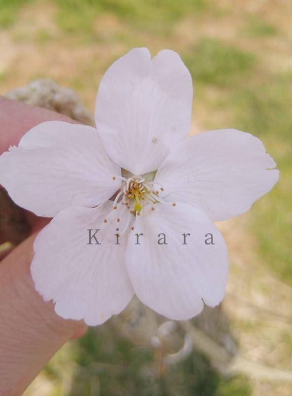 桜さくらサクラ
