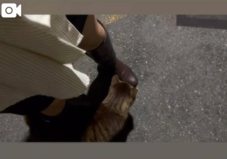 猫が世界でいちばん可愛い
