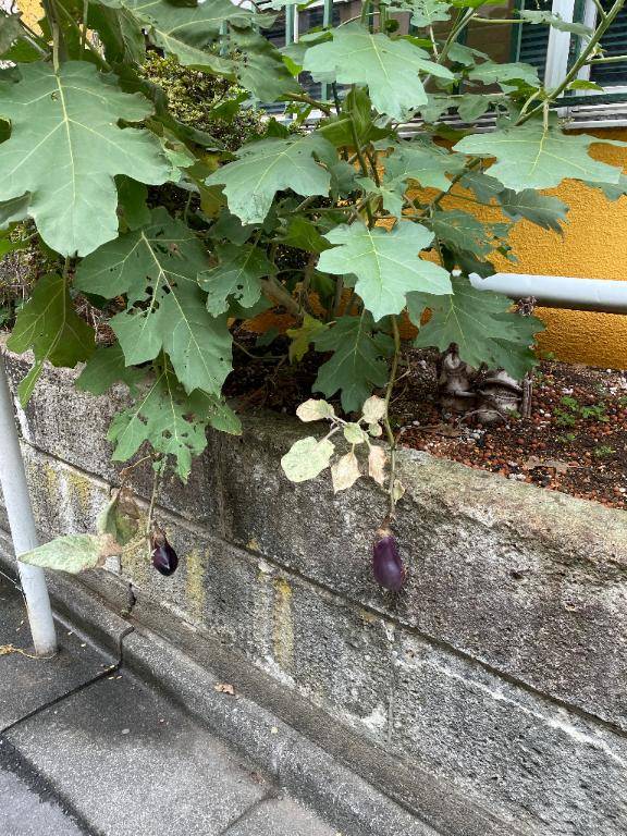 秋晴れ