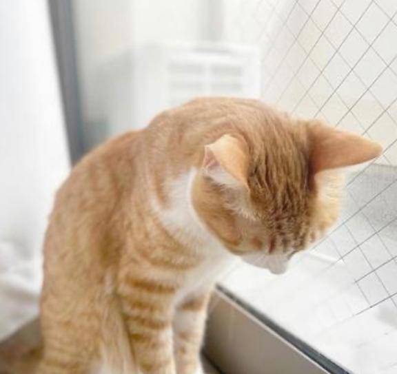 またお待ちしています?